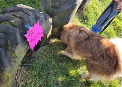 Natalie Carey Dog Training Classes
