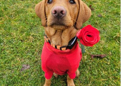 Natalie Carey Dog Training Valentines fun