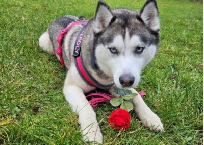 Natalie Carey Dog Training Valentines fun