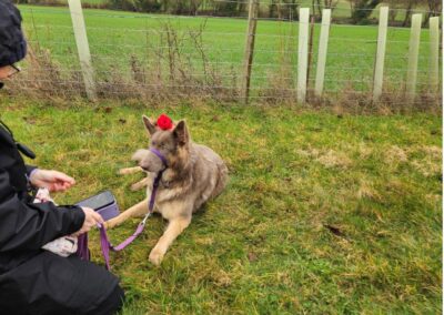 Natalie Carey Dog Training Valentines fun