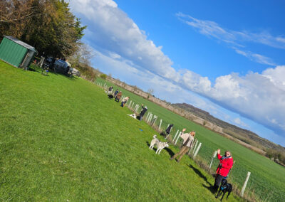 Natalie Carey Dog Training Play