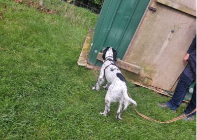 Natalie Carey Dog Training Scent Work