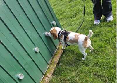 Natalie Carey Dog Training Scent Work
