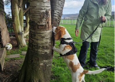 Natalie Carey Dog Training Scent Work