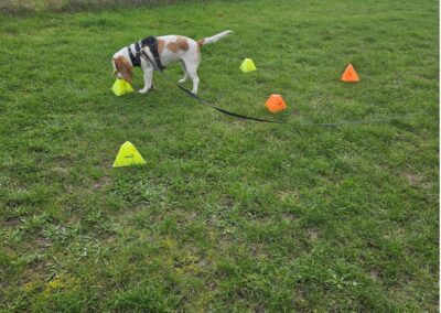 Natalie Carey Dog Training Scent Work