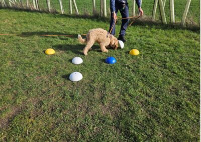 Natalie Carey Dog Training Scent Work
