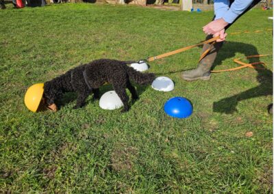 Natalie Carey Dog Training Scent Work
