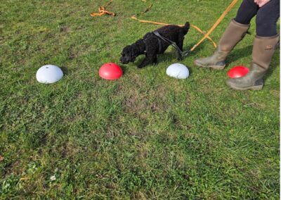 Natalie Carey Dog Training Scent Work