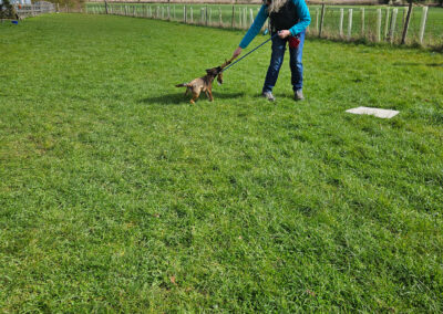 Natalie Carey Dog Training Scent Work