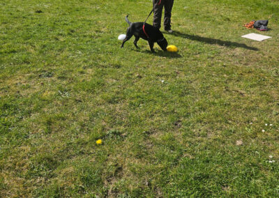 Natalie Carey Dog Training Classes